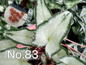【種子】No.83 原種シクラメン C. hederifolium １０粒