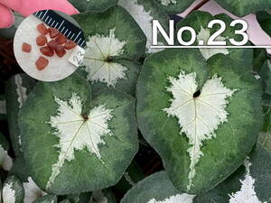 【種子】No.23 原種シクラメン C. hederifolium 'Peter Moore'１０粒