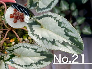 【種子】No.21 原種シクラメン C. hederifolium 'No Name' １０粒