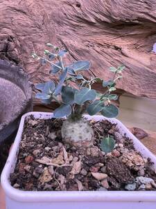  NO.3希少サボテン「実生」ユーフォルビア グロブリカウリス/Euphorbia globulicaulis ・厳選株 塊根植物 