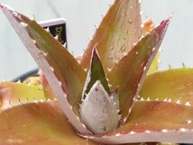  'Dyckia platyphylla プラティフィラ '【送料無料】_画像10