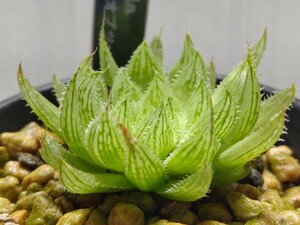 'Haworthia パリダ × オブツーサ'【送料無料】