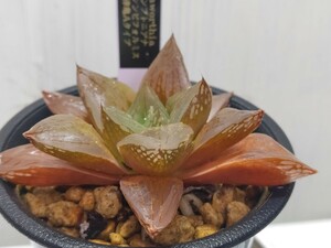 'Haworthia コンプトニアナ×シンビフォルミス 天津亀Aタイプ'【送料無料】