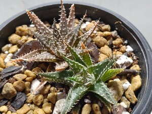 Aloe hybrid descoingsii × haworthioides【送料無料】