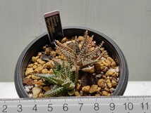 Aloe hybrid descoingsii × haworthioides【送料無料】_画像7