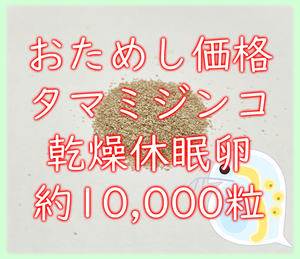 ★おためし価格★タマミジンコ 乾燥休眠卵 約10000粒 1カプセル (約0.04g) 