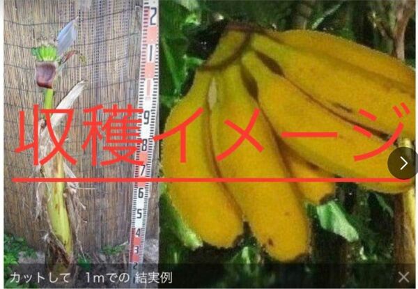 九州バナナ苗 3本組【半耐寒性】