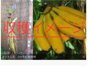 九州バナナ 【 特選耐寒バナナ 】国産バナナを自宅で栽培！送料無料