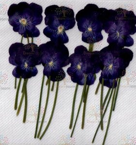  pressed flower material dry flower leaf craft resin DR108H viola branch attaching blue 