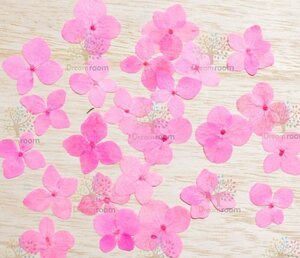  pressed flower material dry flower leaf craft resin DR114K pressed flower hydrangea pink dyeing 