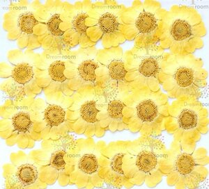  pressed flower material dry flower leaf craft resin DR110 pressed flower mruchiko-re