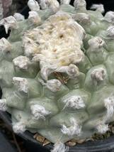 春大特価ロホホラスイカンオッパイカキコ自根特大に成長しますこれからが楽しみです。_画像3
