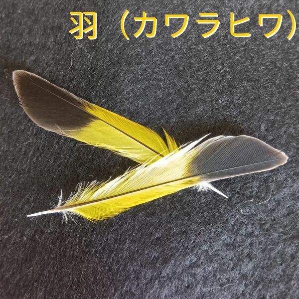 鳥の羽　鳥の羽根　カワラヒワ　黄色　羽　ハンドメイド　工作　素材　自然素材