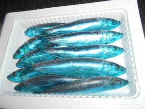 大人気！！太刀魚テンヤ用イワシ！！ブルーイワシ。釣果抜群！！