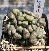 多肉塊根苗　Aloinopsis schooneesii　唐扇3-10-3　_画像1