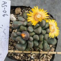 多肉塊根苗　Aloinopsis schooneesii　唐扇AS-06_画像1