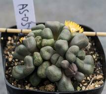 多肉塊根苗 Aloinopsis schooneesii 唐扇AS-05_画像2