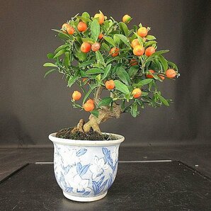 【盆栽 樂屋】◆金豆 (ギンズ) BB62 小品盆栽 ◆3/28の画像4