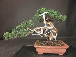 [ bonsai . shop ]* thread fish river genuine Kashiwa . manner bonsai BB67 ( finest quality goods )( car li*. rotation )(..50 year )*3/28