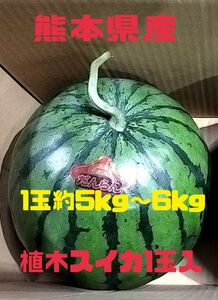 熊本県産植木スイカ1玉入