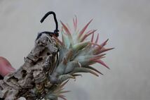 Tillandsia ティランジア ionantha イオナンタ チランジア vanhyningii extreme バンハイニンギー エクストリーム_画像10