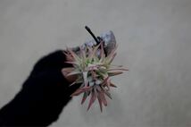 Tillandsia ティランジア ionantha イオナンタ チランジア vanhyningii extreme バンハイニンギー エクストリーム_画像8