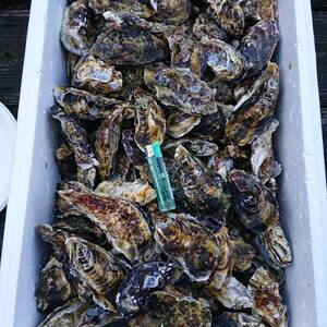 * economical with translation *. attaching raw oyster *10 kilo *S~L size Mix *. Tsu production 