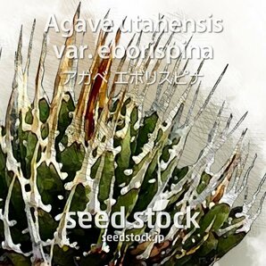 アガベの種 エボリスピナ Agave utahensis var. eborispina 20粒 ★送料80円〜の画像1