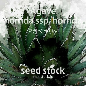 アガベの種 Agave horrida subsp. horrida 50個 ★送料80円の画像1