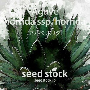 アガベの種 Agave horrida subsp. horrida 20個 ★送料80円