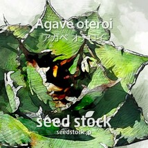 アガベの種 Agave oteroi 50個 ★送料80円 AV100_画像1