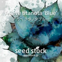 アガベの種 チタノタブルー titanota 'Blue' 20個 ★送料80円_画像1