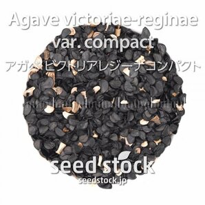 アガベの種 Agave victoriae-reginae var. compact 20個 ★送料80円の画像2