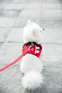 ペット用ハーネス　リード付き　赤　丈夫　かわいい　お散歩　おでかけ 小型犬