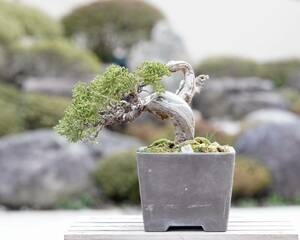 [. bonsai ] thread fish river genuine Kashiwa shohin bonsai ①