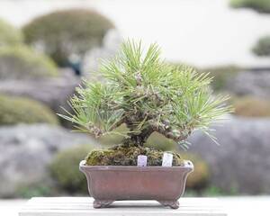 [. bonsai ] Japanese black pin shohin bonsai ①