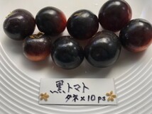 タネ１０粒 ￥200