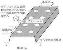 種まき適期： 5～7月ポット播きのおすすめ