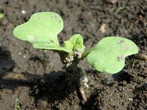 種まき：9月