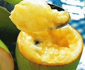 ポポー 【pawpaw】 巨大果450ｇ優良新種 ポトマックR【Potomac】 休眠枝 接ぎ木、および挿し木の穂木用 １本 ￥100スタート