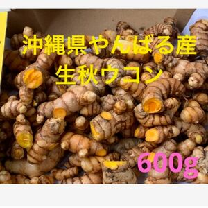 完全無農薬沖縄県やんばる産生秋ウコン600g