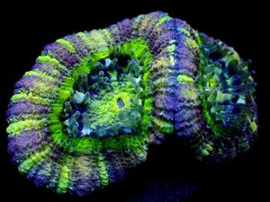 *極美 Purple Yellow Acan* 【カクオオトゲキクメイシ】 ＊ハイグレードサンゴフェス＊ ≪蓮花≫　#サンゴ #コーラル