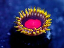 *超激レア Super Gold* 【Red Dragon Eye Zoa】 ネームドマメスナ ≪蓮花≫　#サンゴ #コーラル_画像1