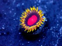 *超激レア Super Gold* 【Red Dragon Eye Zoa】 ネームドマメスナ ≪蓮花≫　#サンゴ #コーラル_画像5