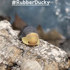 ◆ 鶩 ◆ ラバーダッキー Cubaris sp. Rubber Ducky おおきめの幼体~亜成体5+2匹 極美 ダンゴムシ ワラジムシ 衝撃 奇蟲 ISTW の画像1