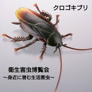 カプセルＱ 衛生害虫博覧会 身近に潜む生活害虫 クロゴキブリ ゴキブリ 昆虫 動物 生物 フィギュア 海洋堂 KAIYODO 新品袋未開封