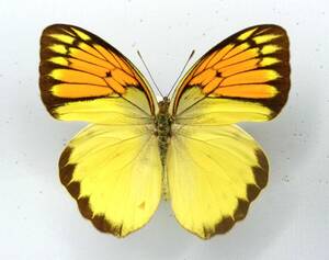  butterfly specimen hiiro female white kichouvenilia * Java Is.