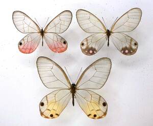 蝶　標本　スカシジャノメ　3種　