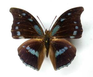  butterfly specimen a male ji cover omycerina * R.C.A.