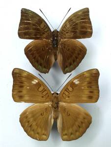  butterfly specimen a Conte a Inazuma aconthea ** Mindoro Is.